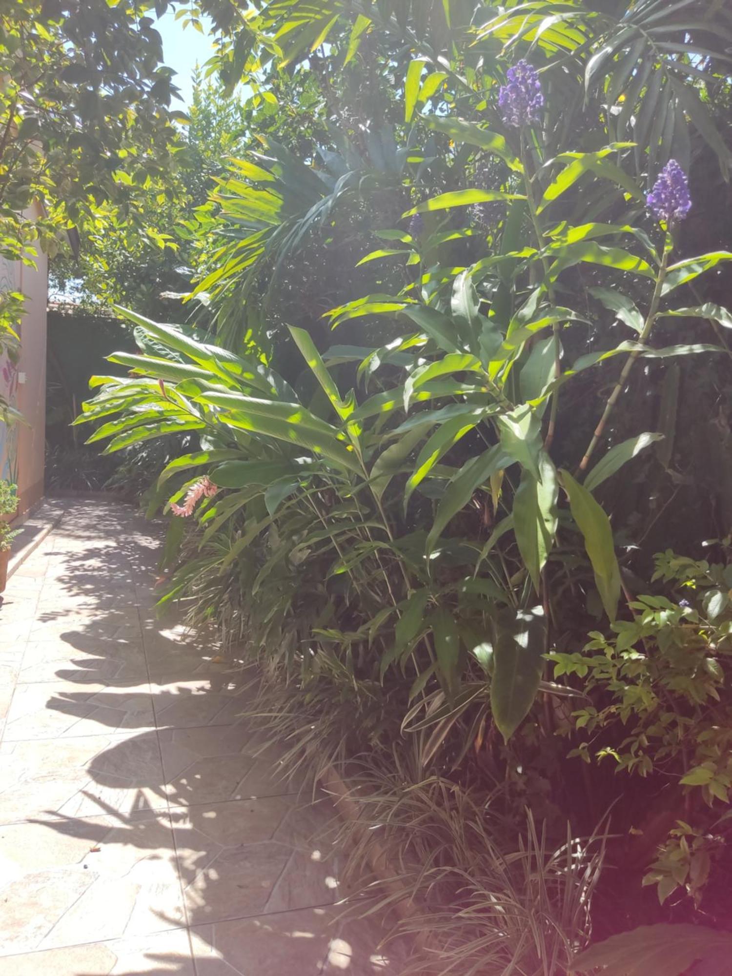 Recanto Toca Das Plantas De Ilhabela I Oda fotoğraf