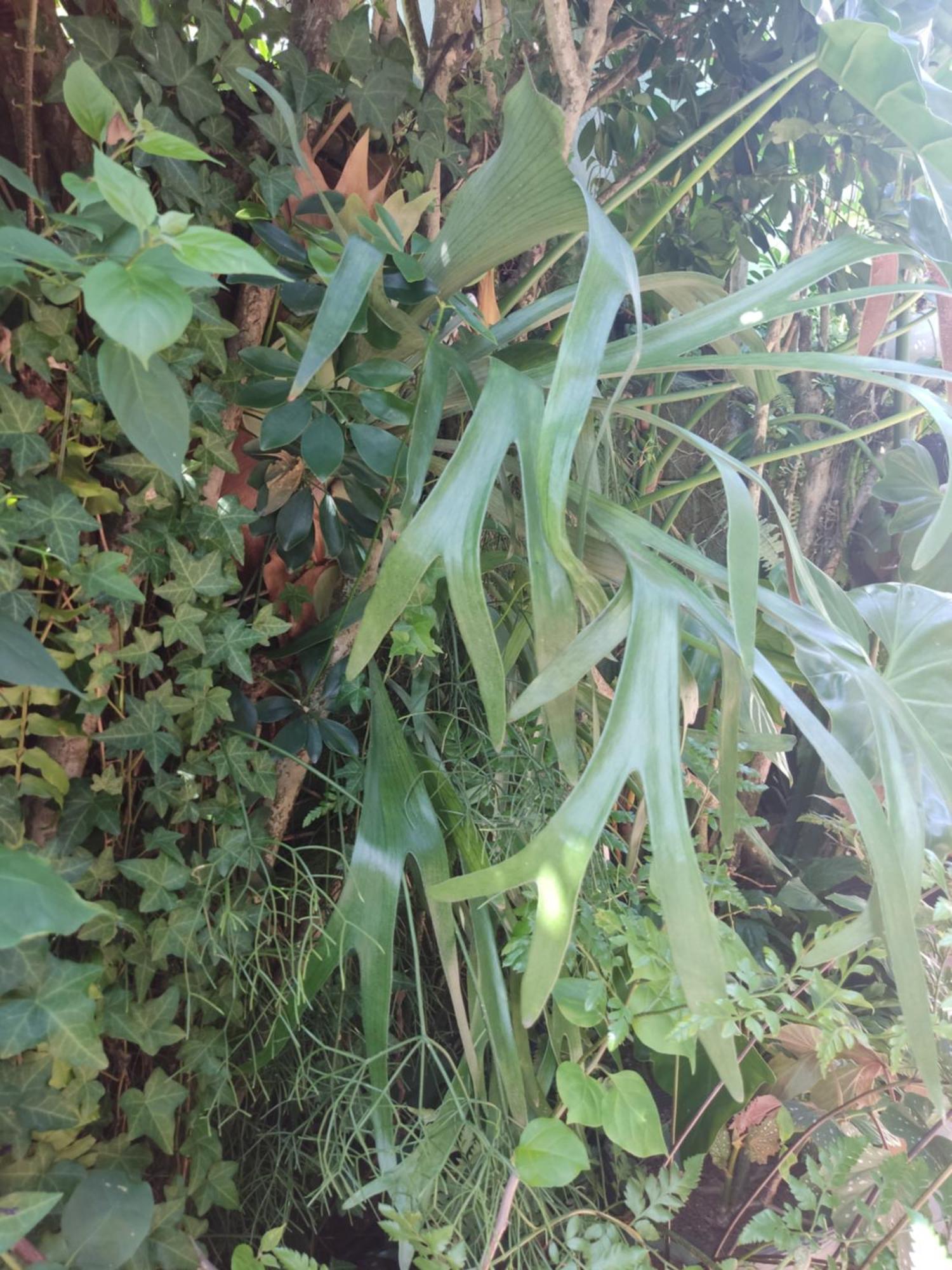Recanto Toca Das Plantas De Ilhabela I Oda fotoğraf