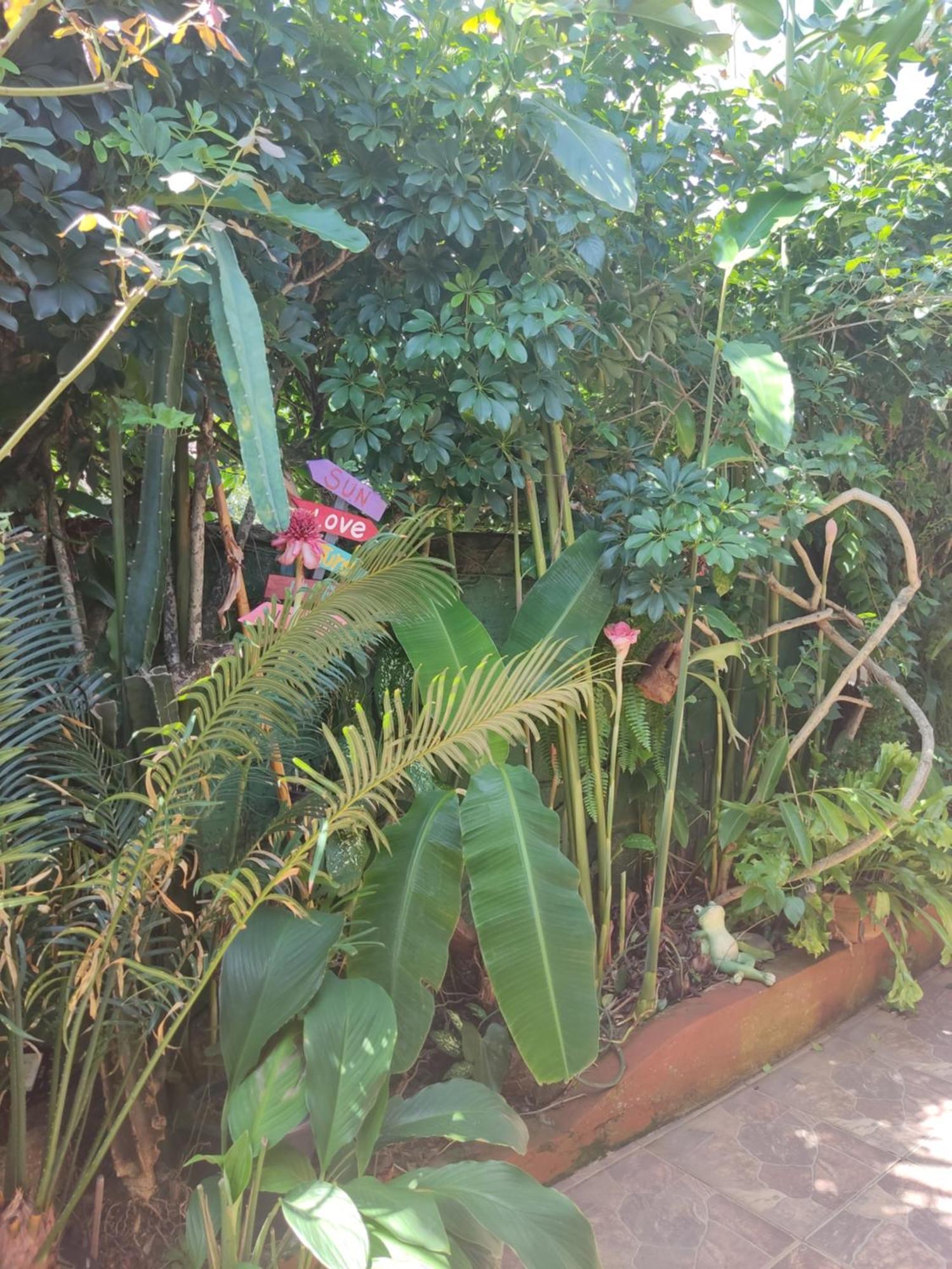 Recanto Toca Das Plantas De Ilhabela I Oda fotoğraf